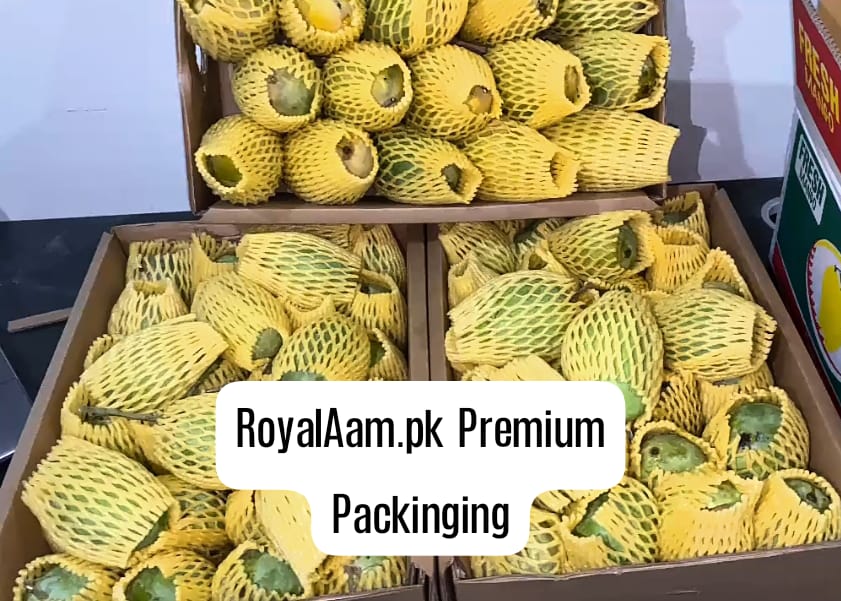 Multani Chaunsa Mango – Premium Export Quality