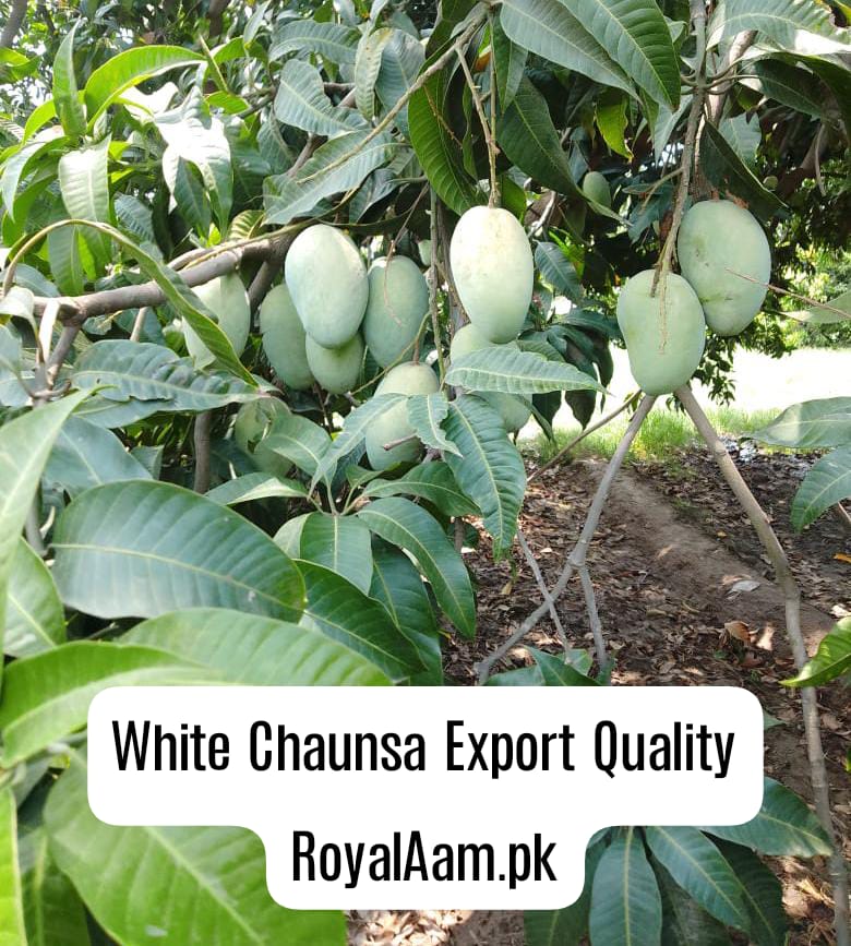 Multani Chaunsa Mango – Premium Export Quality