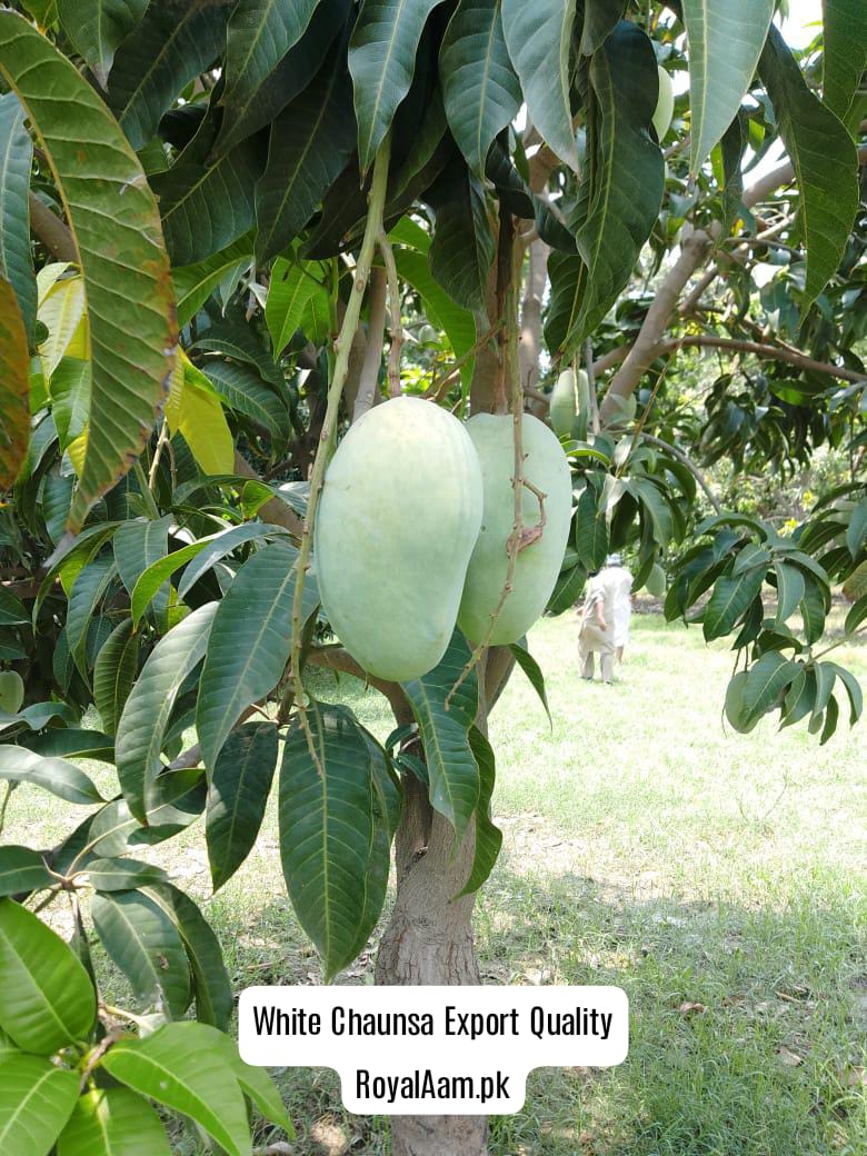 Multani Chaunsa Mango – Premium Export Quality